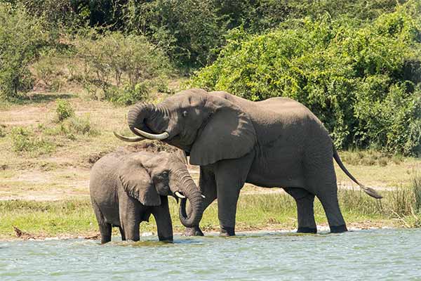 Two elephants stand by a river, surrounded by lush greenery. One, larger, curls its trunk while the smaller one drinks water. 