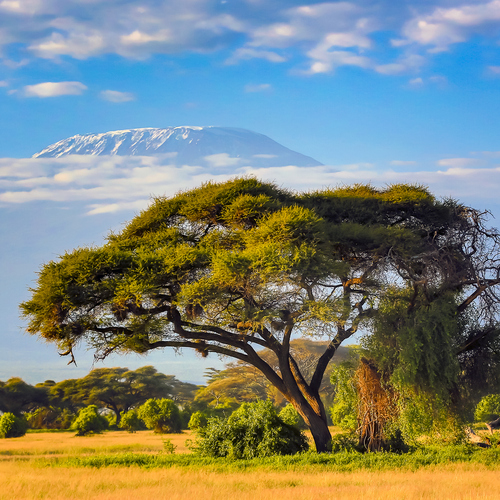 Kilimanjaro